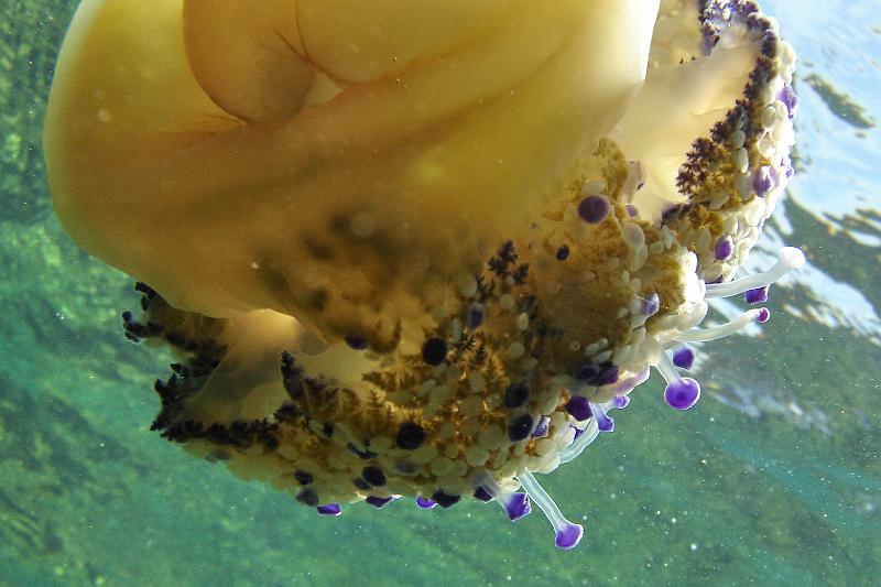 2009-09-08 13-40-31Li.JPG